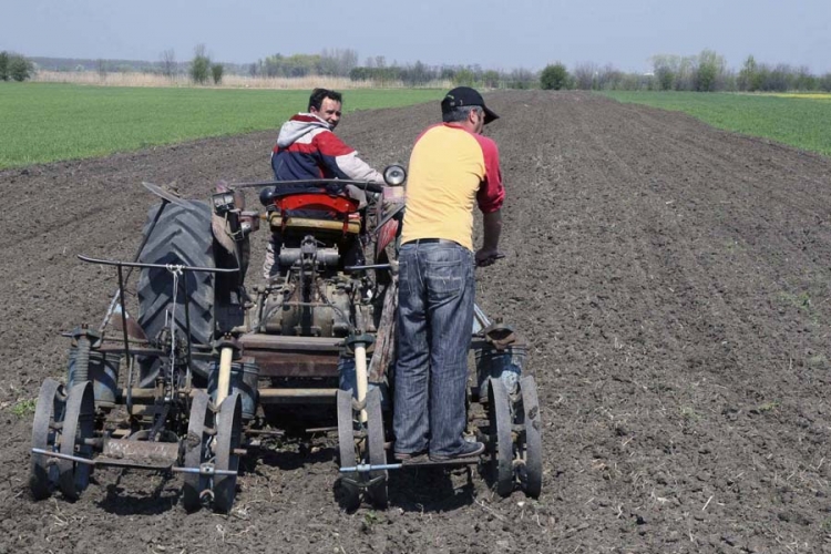 Zasijano 130 hektara oranica žitaricama