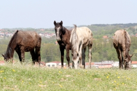 Vraćanje ponosa prnjavorskim lipicanerima