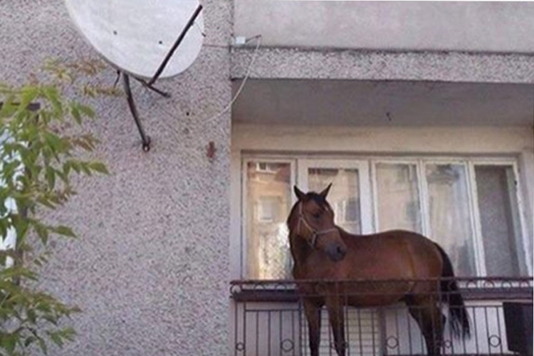 U Zemunu i konje drže na terasi