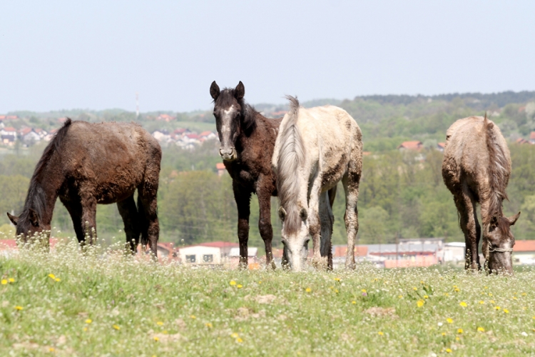 Vraćanje ponosa prnjavorskim lipicanerima