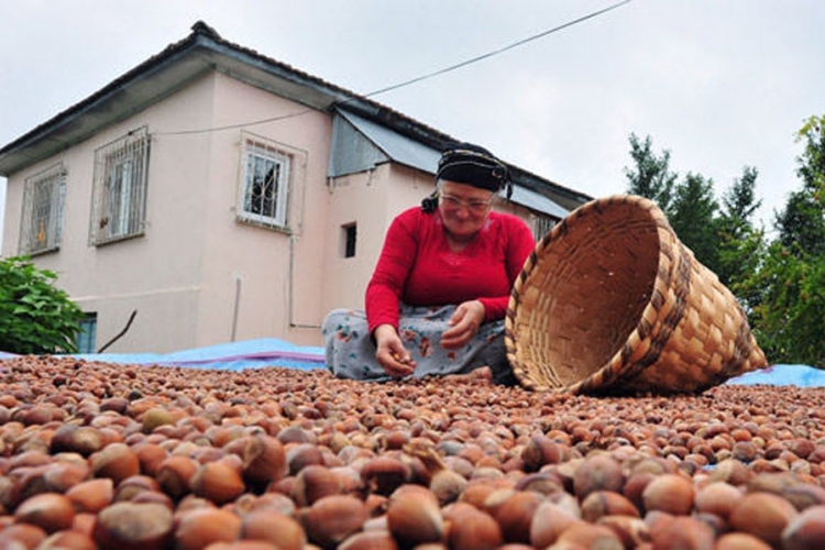 Lješnjak će ove godine poskupjeti za čak 66%
