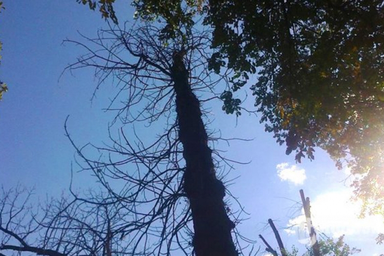 Danas sunčano, popodne kiša