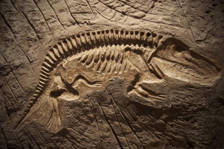 Naučnici otkrili krv dinosaurusa?