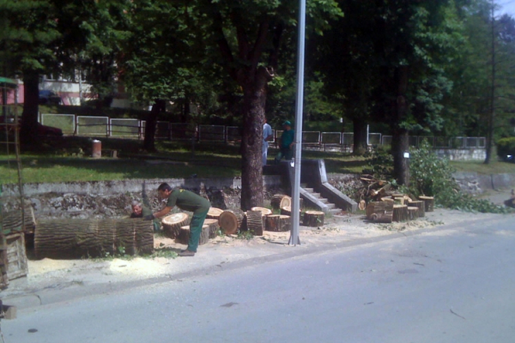 Doboj: Drvo visoko petnaestak metara palo na ulicu