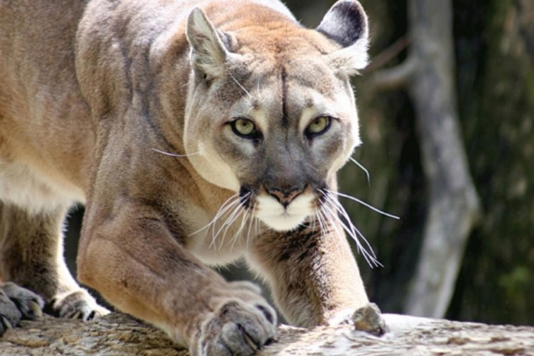 Istočna puma nije više ugrožena vrsta, zvanično izumrla