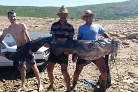 Uhvatili soma teškog 110 kilograma