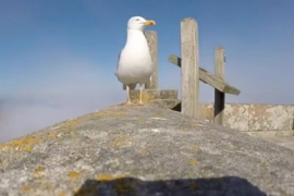Galeb ukrao turistima kameru, a onda se predomislio (VIDEO)