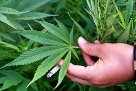 Italija postaje prva evropska zemlja koja će legalizovati marihuanu