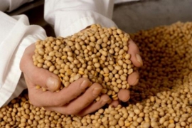 Šleperi sa GMO sojom zaustavljeni na granici
