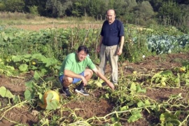 Divlje svinje pustoše prinose u opštini Sanski Most