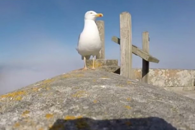 Galeb ukrao turistima kameru, a onda se predomislio (VIDEO)