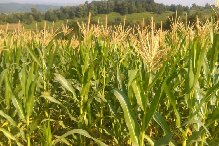 Usorac: Izuzetno loša godina  zbog vremenskih prilika 