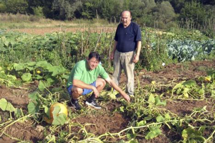 Divlje svinje pustoše prinose u opštini Sanski Most