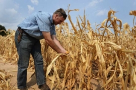 Usorac: Šteta od suše u poljoprivredi RS biće veća od 500 miliona KM