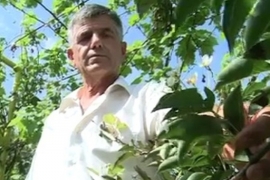 Kruška drugi put procvjetala u Laktašima, zima će biti jako hladna