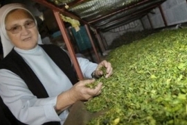 Časna sestra iz Posušja otkrila lijek za smrtonosnu bakteriju E coli?