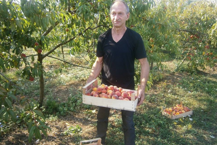 Sanska breskva hit na tržištu