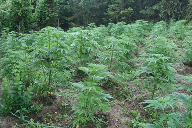Otkrivena plantaža indijske konoplje