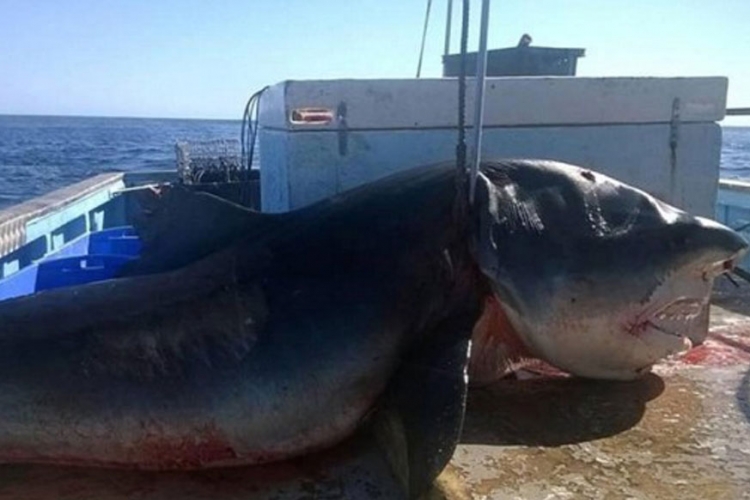 Džinovska ajkula ulovljena kod Australije (FOTO)
