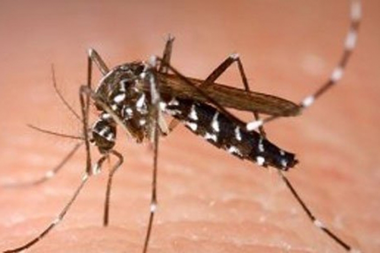 Potvrđen prvi slučaj infekcije virusom Zapadnog Nila u Srbiji