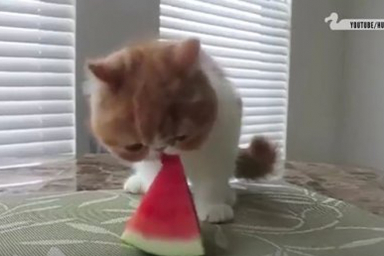Ovo je dokaz da mačke obožavaju lubenicu (VIDEO)