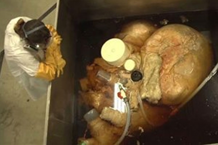  Ovo je najveće srce na svijetu, teško 189 kilograma (FOTO)