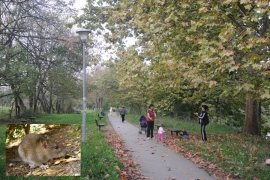 Banjalučani u strahu od štakora