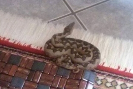 Doboj: Žena u kući zatekla poskoka dužine preko 60 centimetara (FOTO)