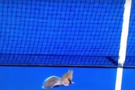 Vjeverica prekinula meč Jankovićeve i Krunićeve (VIDEO)