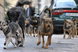 Čo­por lutalica na­pao dje­cu kod ba­ze­na u Banjaluci