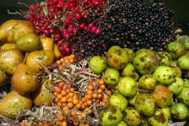 Voćna turšija, eliksir mladosti naših predaka