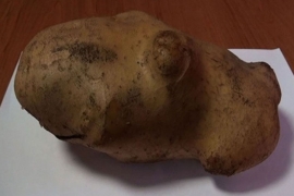Krompir od 1,5 kilograma