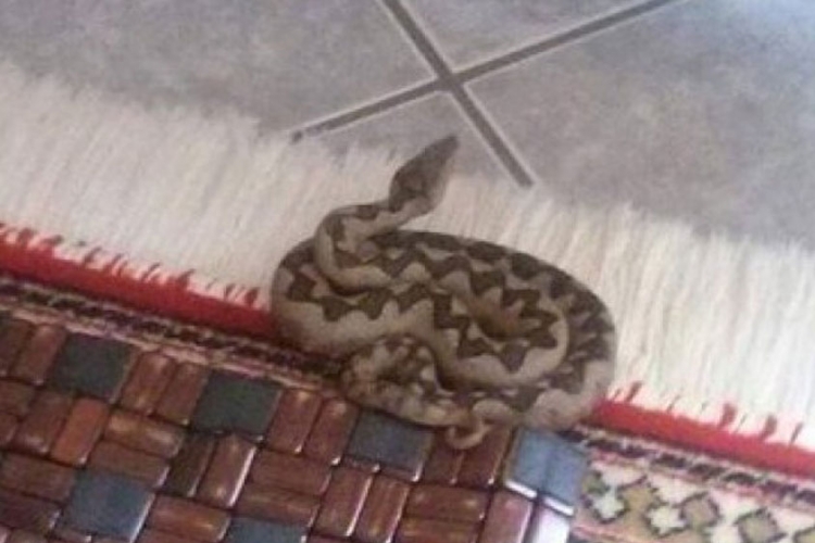 Doboj: Žena u kući zatekla poskoka dužine preko 60 centimetara (FOTO)