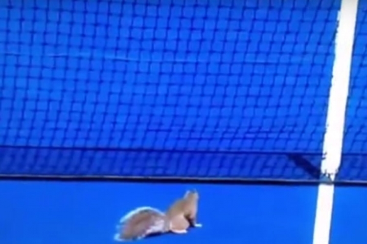 Vjeverica prekinula meč Jankovićeve i Krunićeve (VIDEO)