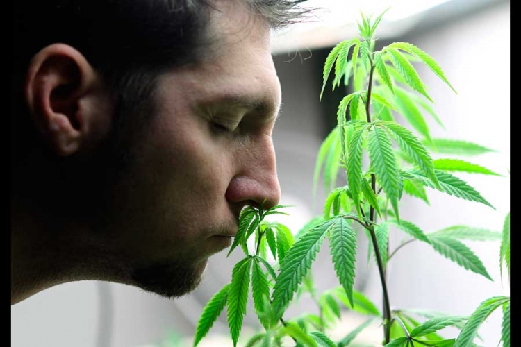 Vlada HR objavila na Facebooku: Od jeseni legalizacija kanabisa u medicinske svrhe