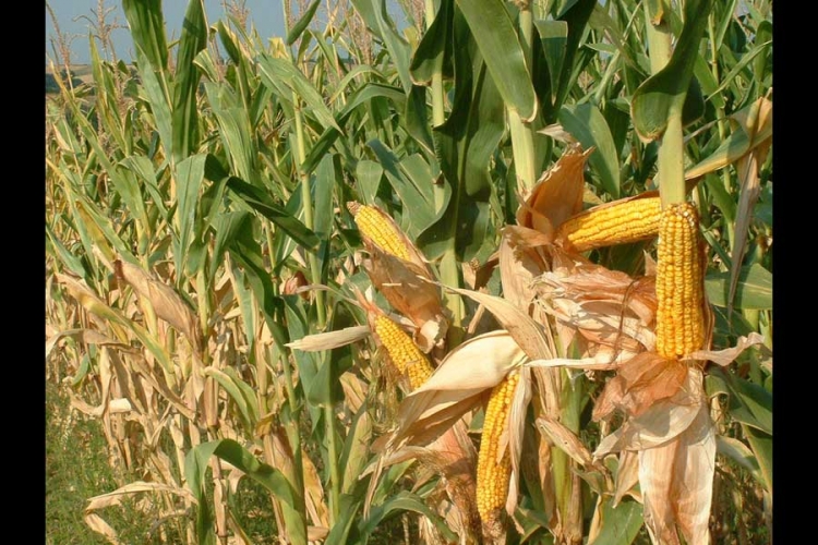 Farmeri koriste nove hibride kukuruza