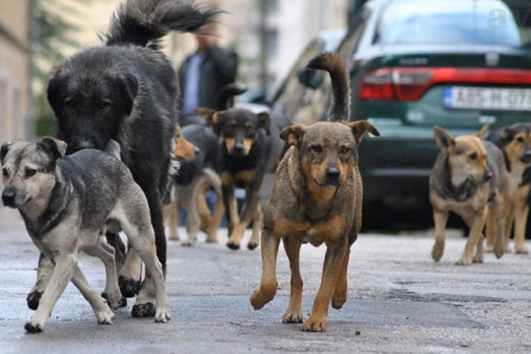 Čo­por lutalica na­pao dje­cu kod ba­ze­na u Banjaluci