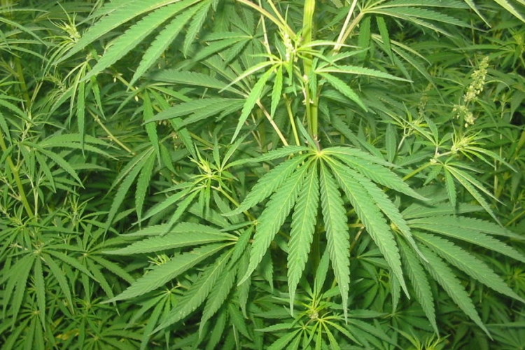 Pronađena droga u Banjaluci
