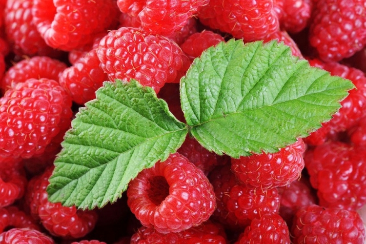  Tuzlaci će dobiti sadnice maline