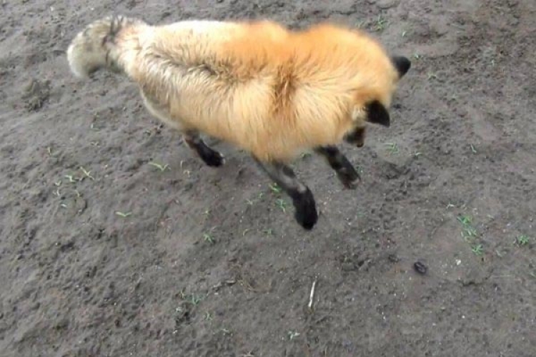 Oduševiće vas reakcija lisice kad ugleda bubašvabu (VIDEO)