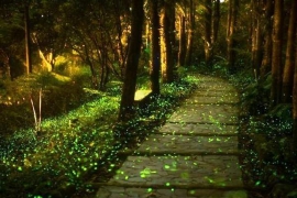 Posjetite park svitaca u Kini