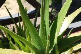 Aloe vera  jedno od otkrića moderne medicine