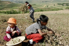 Kina: Godišnja zarada većine ruralnog stanovništva manja od 360 ...