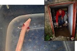 Trebinjac u poplavljenom podrumu pronašao čovječiju ribicu