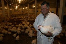  Izvoz piletine u EU bliži od izvoza jaja