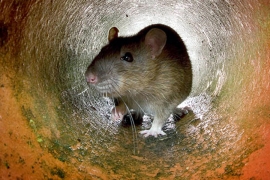 Najezda pacova u Njujorku: Vlasti objavile rat glodarima