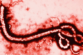 Ebola izazvala meningitis kod Kaferkijeve
