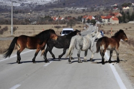Livno: U saobraćajnoj nesreći stradao divlji konj, putnici lakše ...