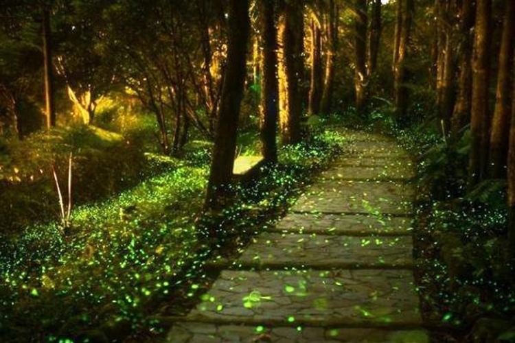 Posjetite park svitaca u Kini