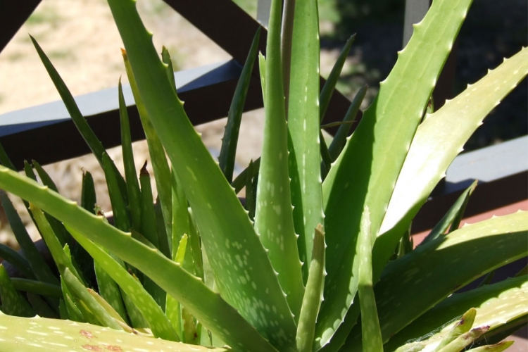 Aloe vera jedno od otkria moderne medicine